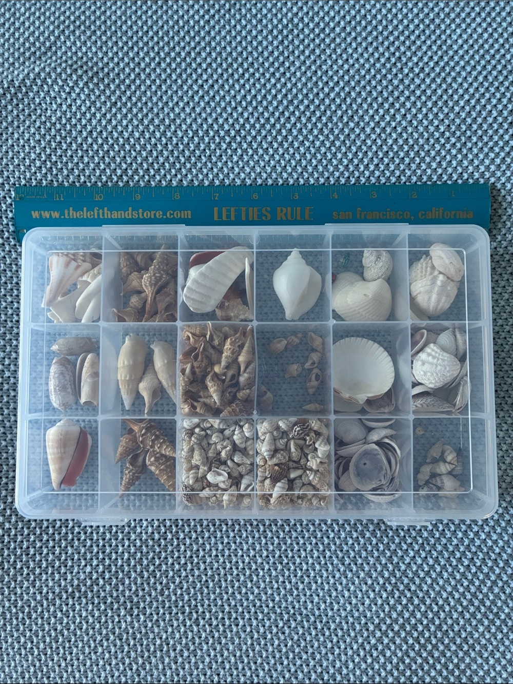 Assorted Natural Seashells Organizer - Neutral Beige & White Mix